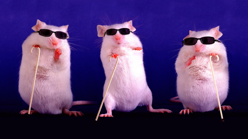 white, Trinity, purple, the year of the rat, three, sunglasses, mouse, the year of the mouse, canes, blind, symbol of the year, dark, Two thousand twenty