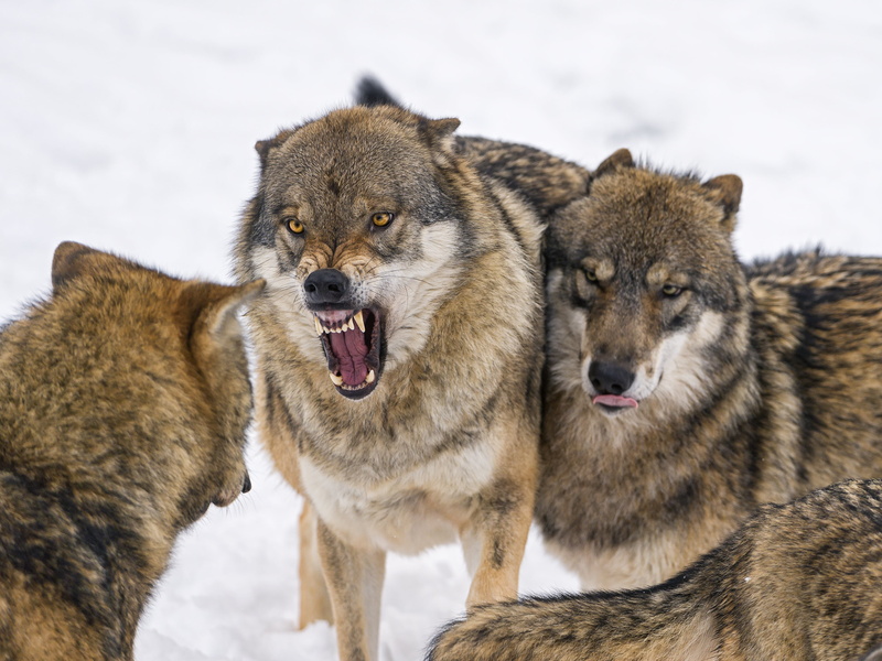 looking, ©Tambako The Jaguar, wolf, animal, animal wildlife, two animals, 2K, vertebrate, brown, group of animals, pack, gray, mammal, trio, dog, no people