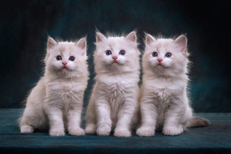 trio, animal themes, cat, no people, animal family, kitten, sitting, whisker, vertebrate, domestic animals, sweet, young animal, Kittens, pisici, togetherness