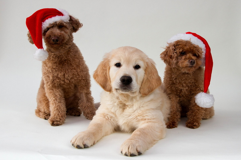 Golden Retriever, Poodle, dogs, background, 2K, trio, caps
