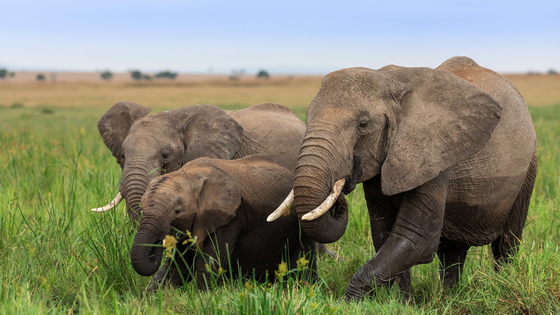 trio, Trinity, walk, Savannah, elephant, elephants, family, grass, the elephant, Africa, 4K, three elephants, three