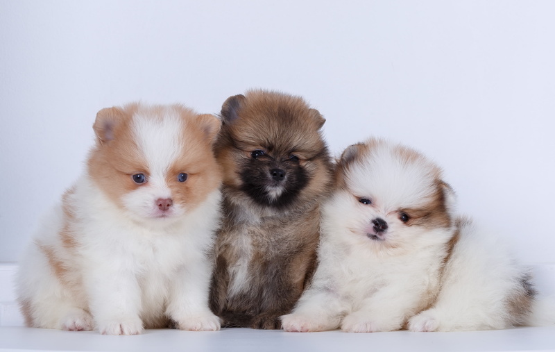 trio, 2K, Spitz, puppies