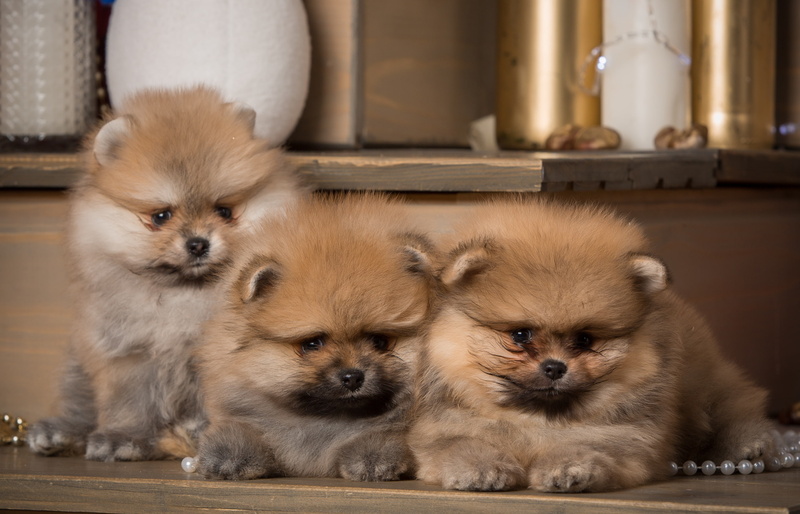 Spitz, 2K, puppies, trio