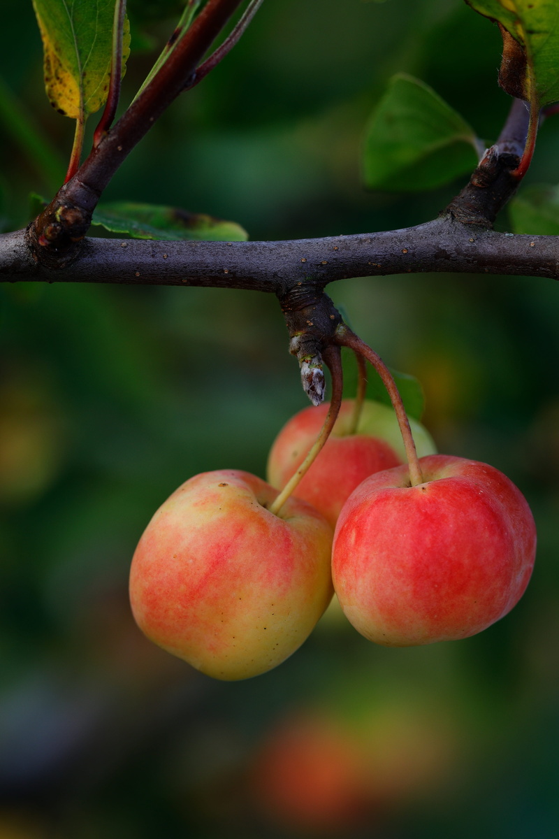 tree, apples, hanging, fruit, close-up, no people, branch, trio, nature, plant part, day, plant, focus on foreground, 5K, outdoors, small, freshness, wellbeing