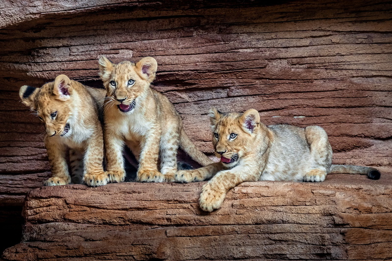 kids, 1080P, trio, the cubs