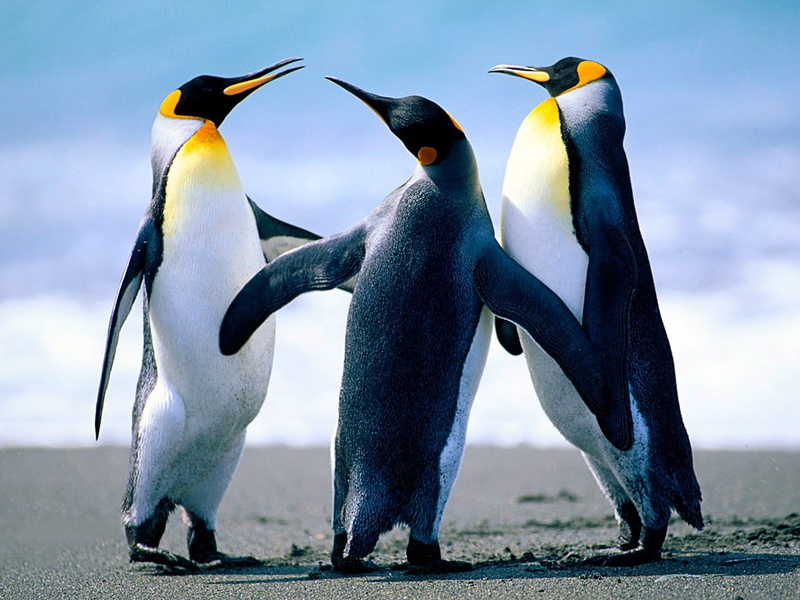 trio, life, 480P, animals, animal, art, Penguin, hd