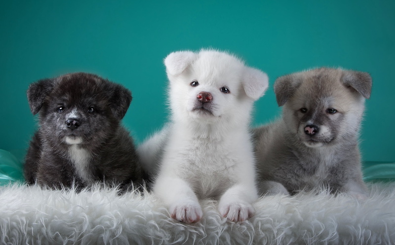 animal themes, canine, domestic animals, vertebrate, no people, animal family, blue background, pets, softness, colored background, domestic, dog, puppy