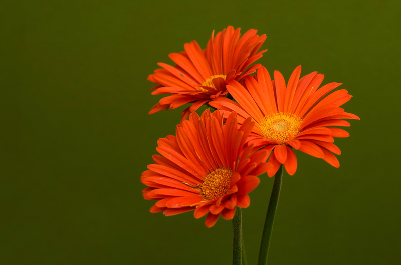 background, 5K, gerbera, trio