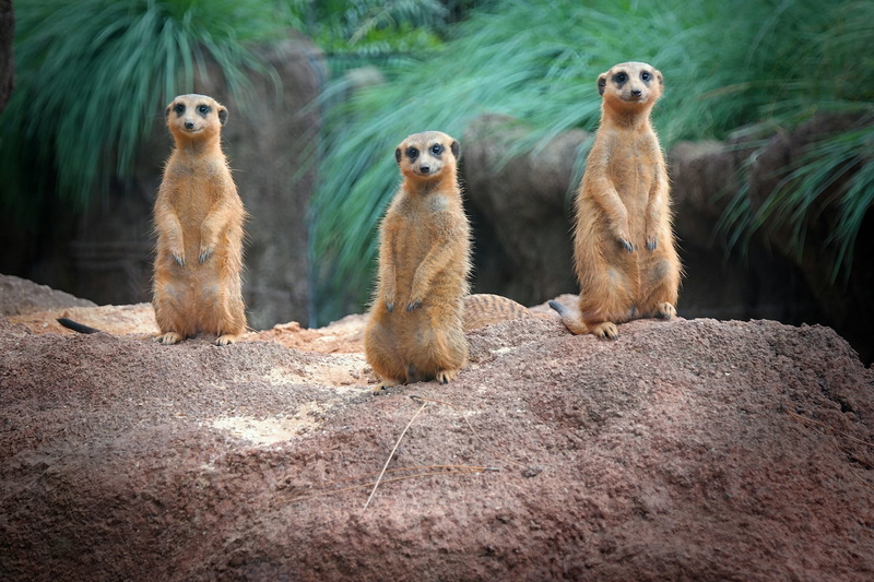 vertebrate, day, looking away, outdoors, solid, sitting, three animals, 1080P, no people, stand, rock, rock - object, group of animals, lemurs, meerkat
