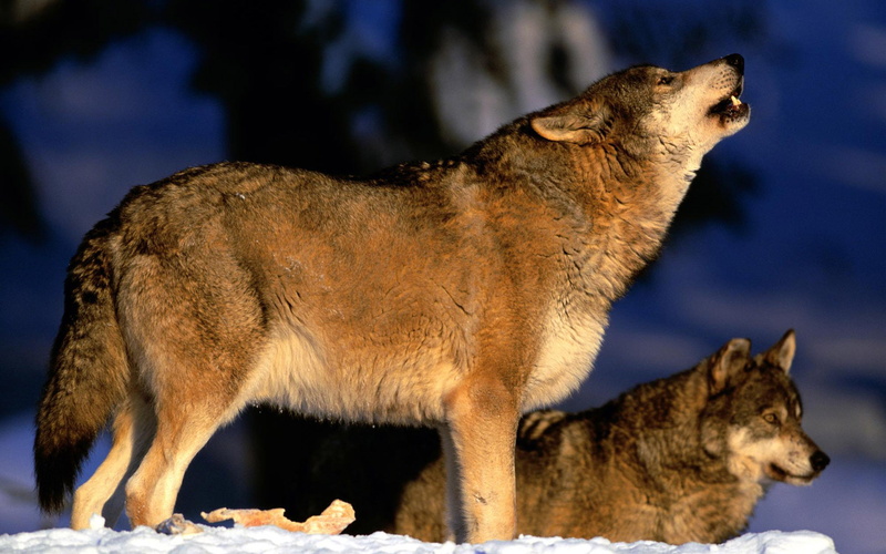 wolves, pack, howl, 1080P
