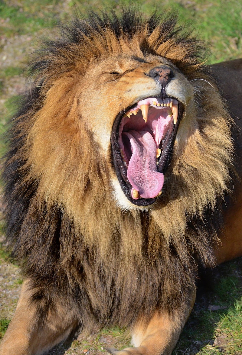 lion - feline, howling, wild animal, one animal, animal body part, mouth open, animal themes, no people, snarling, undomesticated cat, cat, outdoors, warning sign