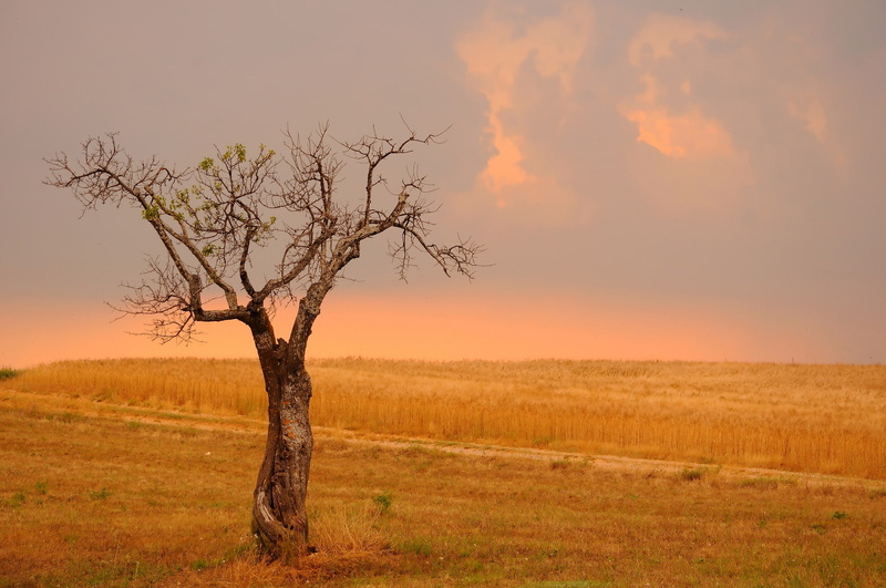revival, tree, wheat, 1080P, field