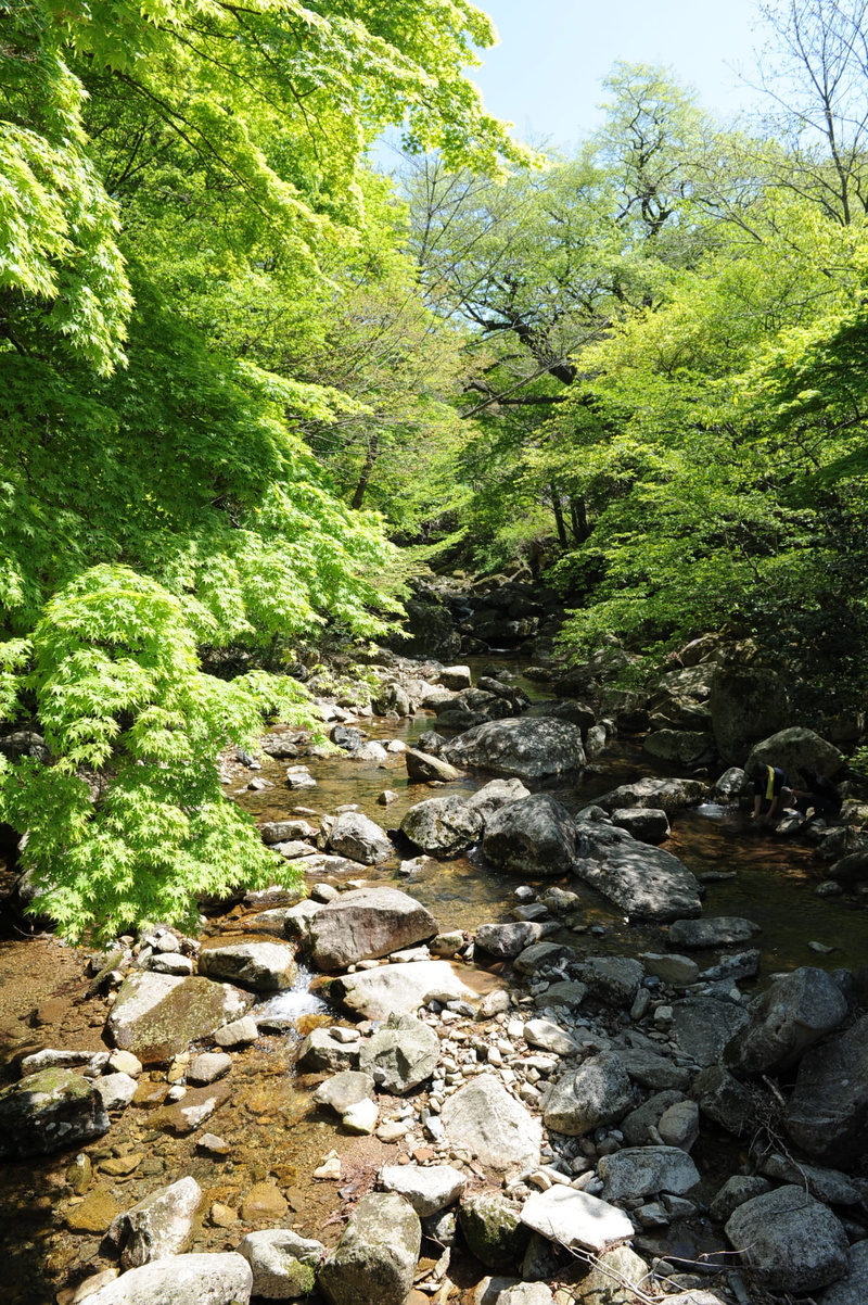tranquility, feel, outdoors, daeheungsa, hainan, valley, downloading, flowing, revival, water, stream - flowing water, plant, rock - object, growth, forest