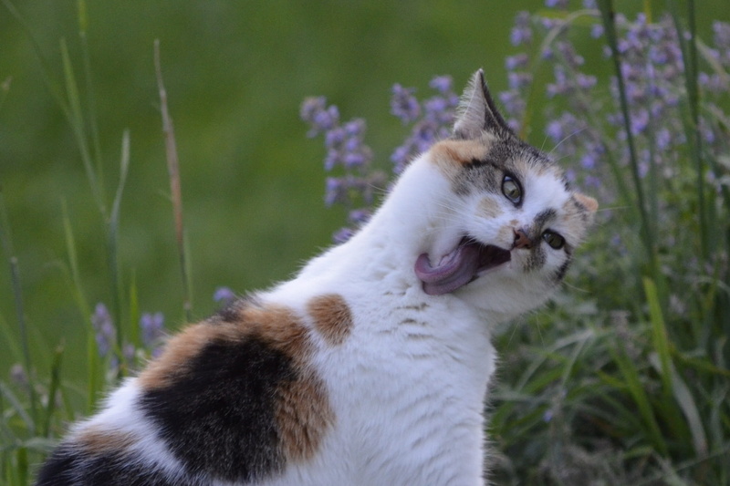 close-up, looking, domestic, short, 2K, no people, pets, focus, animal, feline, nature, one animal, animal wildlife, Lucky Cat, Hildegard, selective, whisker