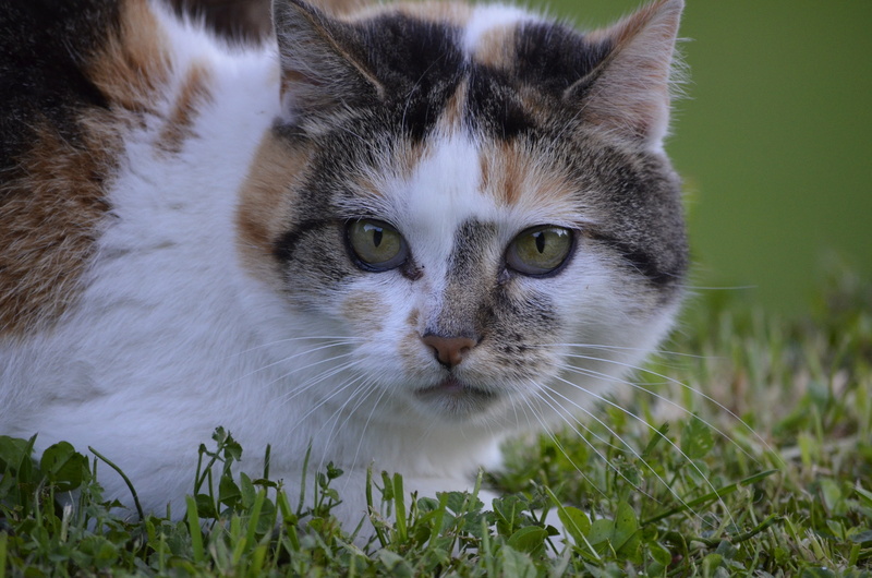 portrait, cat, animals, mammal, no people, grass, hildegard, animal, yellow eyes, domestic animals, animal head, domestic, one animal, feline, whisker