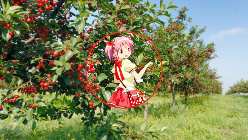 Kaname Madoka, tree, food and drink, anime girls, outdoors, focus on foreground, fruit, growth, red, Mahou Shoujo Madoka Magica, field, representation