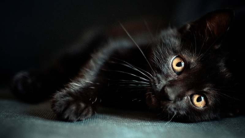 cat, black cats, animals, 1080P