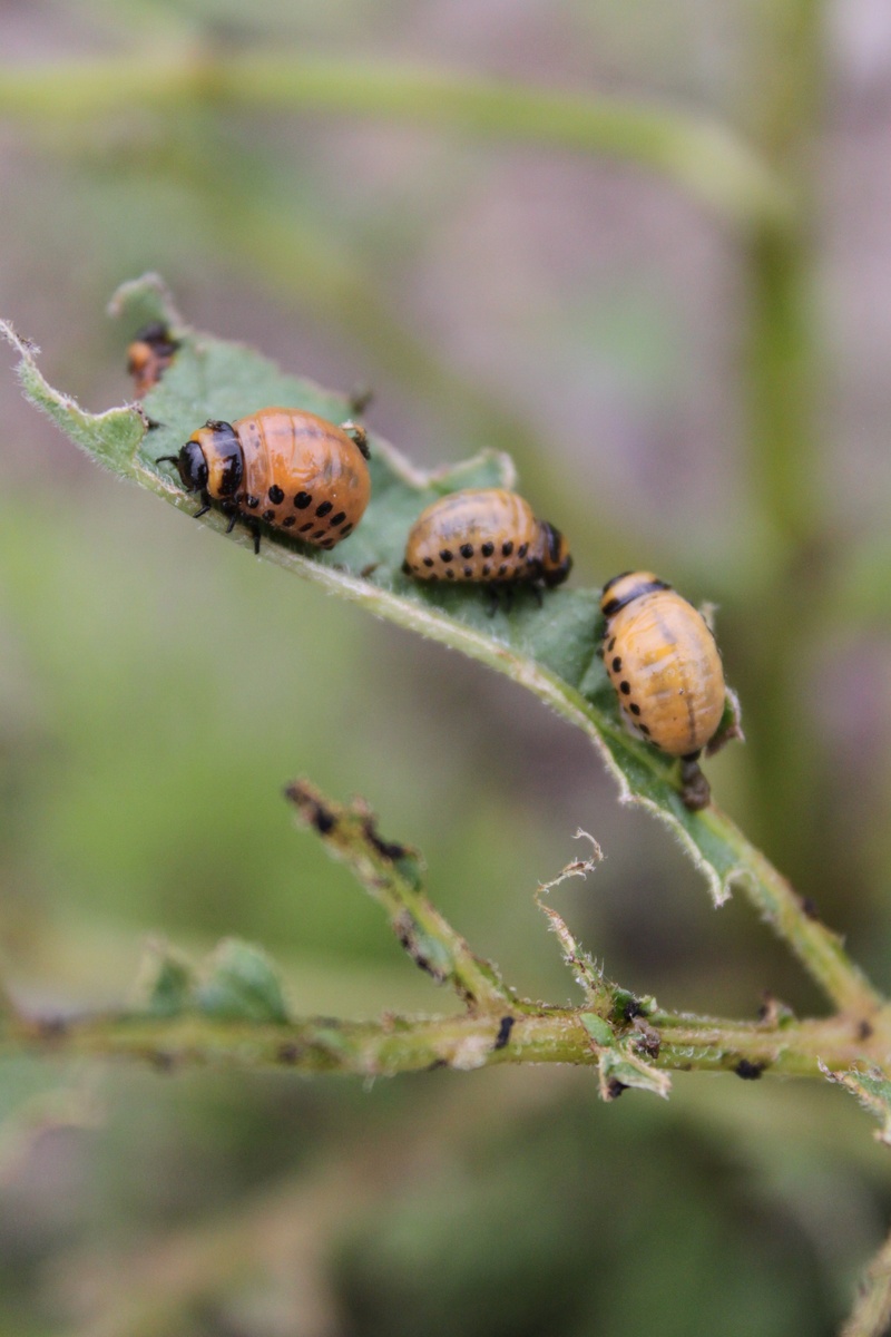 2K, potato plant, close-up, infestation, decimated, plant, animal, infest, no people, bug, plant part, selective focus, leaf, destroyed, animal wildlife