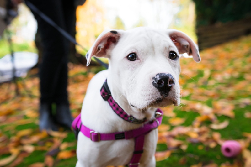 domestic Animals, jack russell terrier, animals, walked, canine, animal, friendship, mammal, purebred Dog, focus on foreground, walked on, dogs, leash