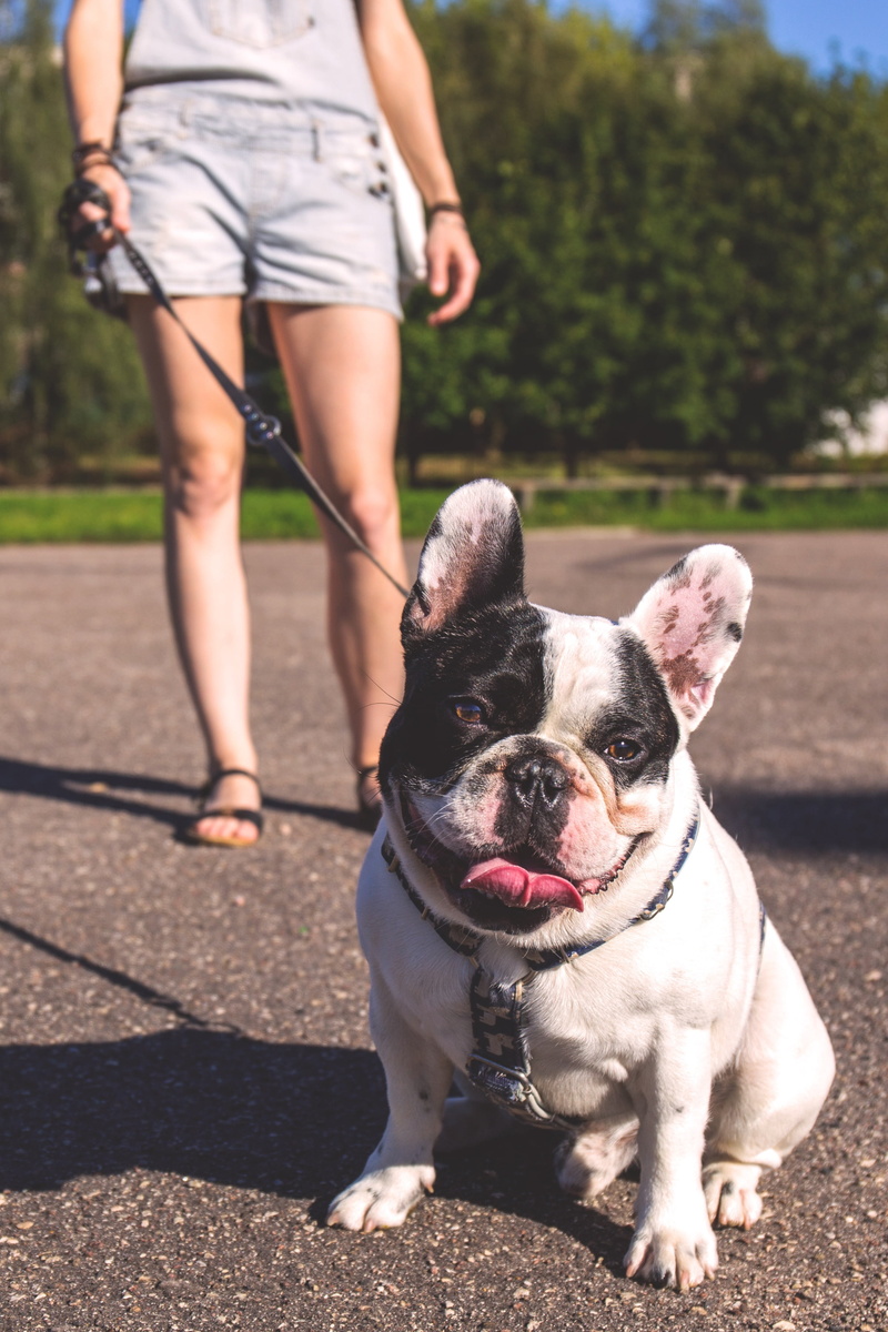 sunlight, french, white, adorable, outdoors, bulldog, low section, one person, one animal, black, mammal, domestic animals, domestic, pet owner, animal themes