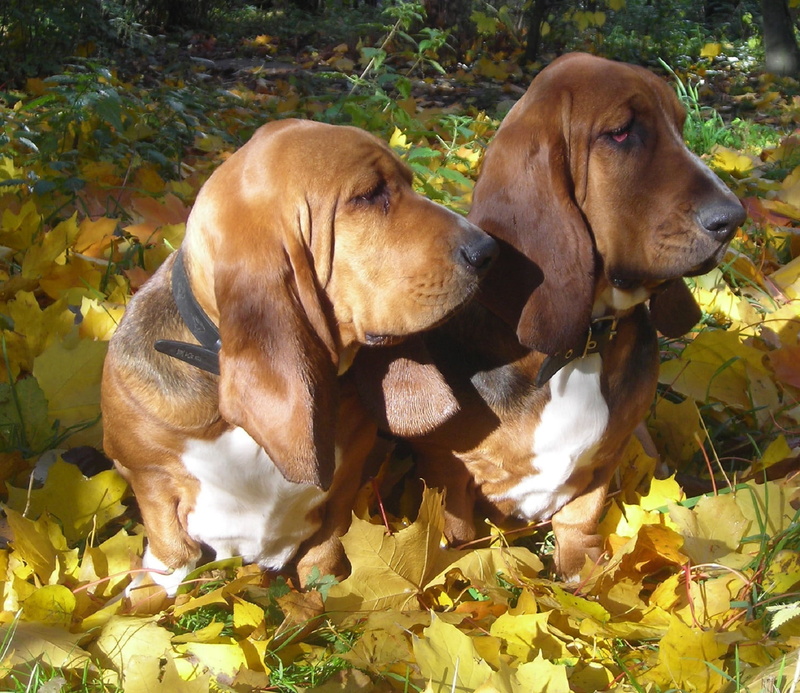 hound, dog, field, dogs, domestic, vertebrate, cute, ears, leaves, group of animals, purebred Dog, land, pets, outdoors, two animals, canine, animal themes