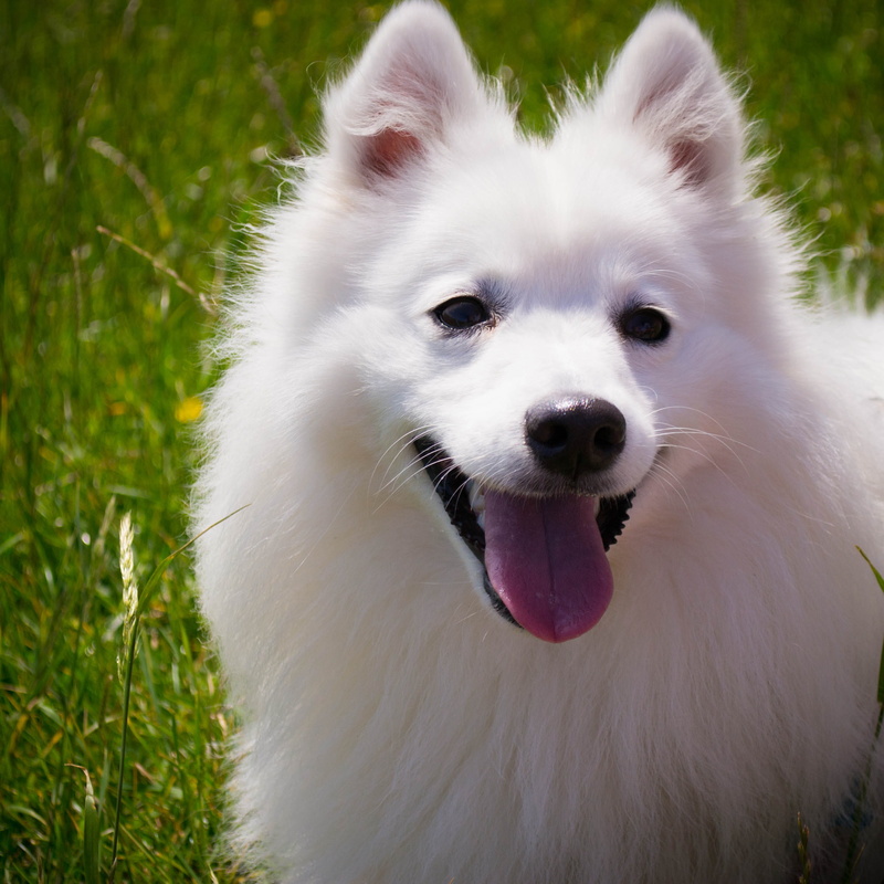 fur, american, plant, Dog, happy, mouth open, domestic, animal head, no people, portrait, White, white color, adult, friend, pomeranian, playful, animal body part