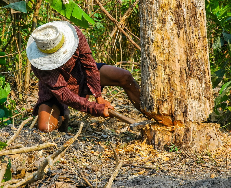 dangerous, land, tree felling, tree trunk, people, nature, lifestyles, Exhausting, cut tree, women, forest, trunk, outdoors, plant, hat, leisure activity