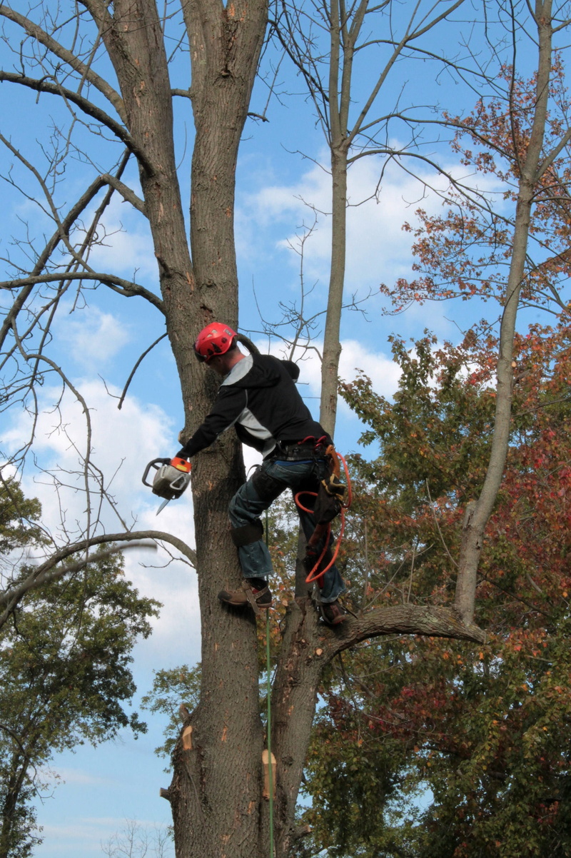 cutting, arborist, chainsaw, trunk, ash, climb, tree service, outdoors, plant, Emerald Ash Borer, disease, woodsman, trimming, nature, balance, cut, Tree