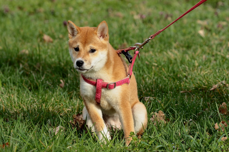 mammal, animal, domestic, leash, collar, nature, park, vertebrate, pet collar, no people, one animal, grass, day, field, harness, pet leash, leaves, 5K