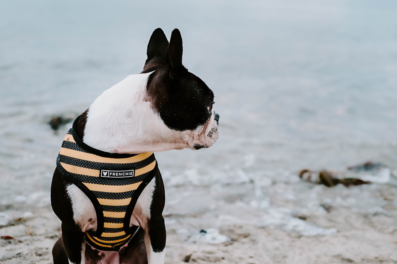looking, french bulldog, black, pitbull, land, canine, strap, beach, boxer, focus on foreground, harness, vertebrate, 5K, domestic animals, pets, one animal