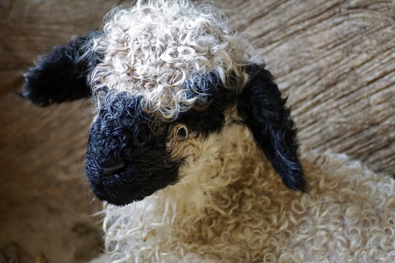 animal themes, animal head, meadow, white, animal world, domestic animals, vertebrate, one animal, animal child, close-up, domestic, sheep, newborn, reborn