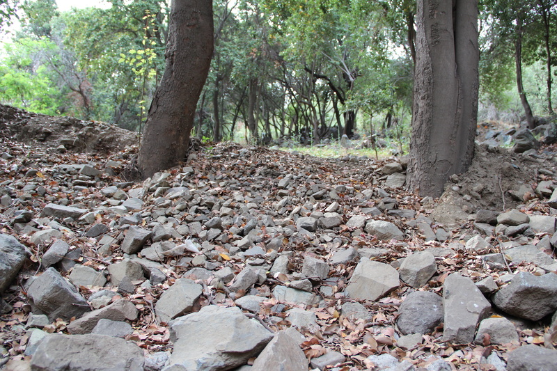Path, rock, trail, no people, tranquil scene, scenics - nature, landscape, Cajon Del Maipo, trees, green, tree trunk, trunk, beauty in nature, rock - object
