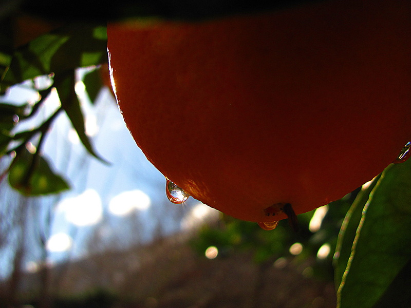 cajon del maipo, growth, tree, animal, nature, plant part, rain, morning, dew, red, wet, no people, focus on foreground, raindrop, mountains, chile, water