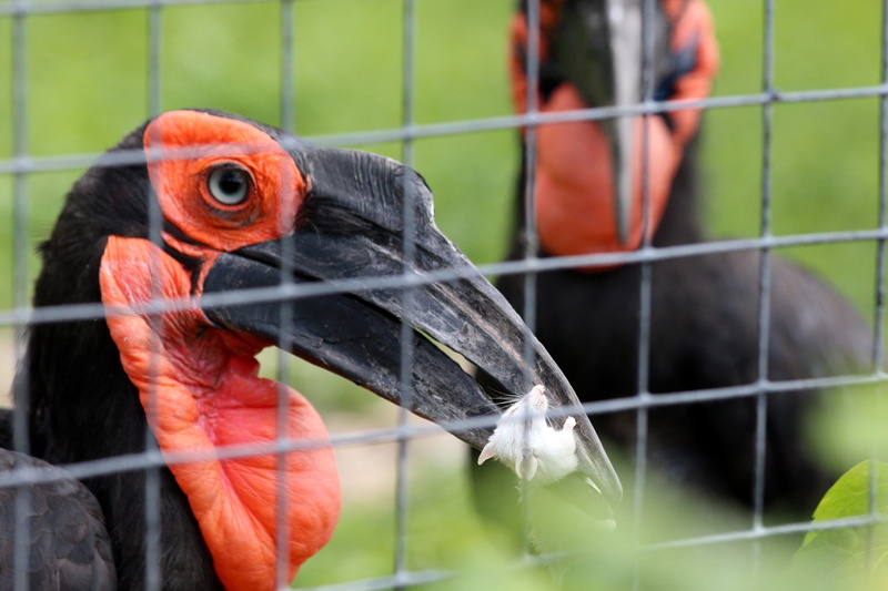 animals in captivity, vertebrate, eyes, barrier, kaffir horned raven, one animal, parrot, animal, nature, focus on foreground, bird, zoo, animals in the wild