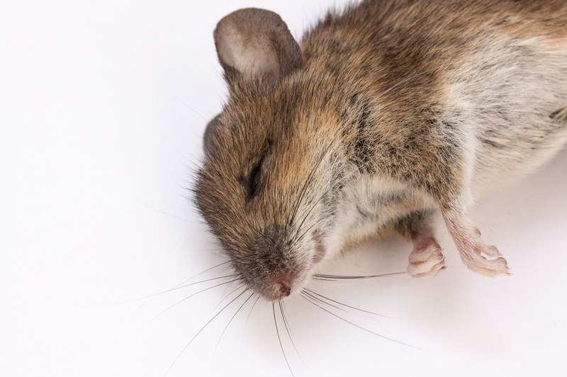 dead mouse, white background, whisker, studio shot, mouse, nature, mammal, close-up, no people, 4K, animal head, indoors, vertebrate, body part, fauna