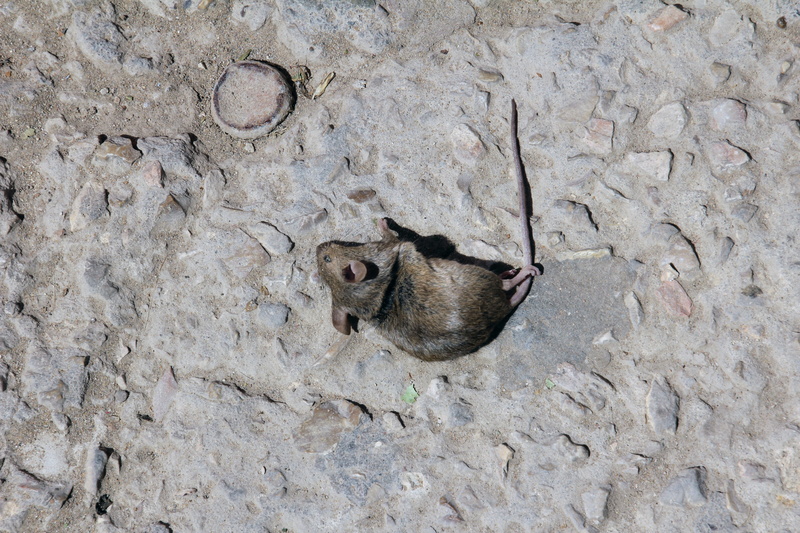 nature, Animal, rock, one animal, animal themes, Dead, Mouse, pets, animals in the wild, outdoors, shrew, domestic, dead mouse, 5K, cat, vertebrate, Death