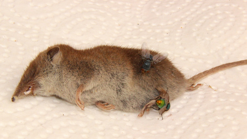 nature, animal wildlife, no people, 4K, one animal, pest, rat, fly, animal, close-up, focus on foreground, vertebrate, mouse, animals in the wild, invertebrate