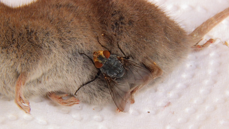 rodent, animal, animals in the wild, mouse, shrew, housefly, two animals, no people, dead, young animal, day, group of animals, outdoors, animal wildlife