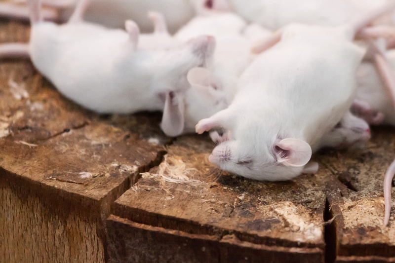 one animal, Tail, food, Dead, piggy bank, corpse, animal themes, domestic, exterminated, savings, animals, Mouse, close-up, wood - material, white color