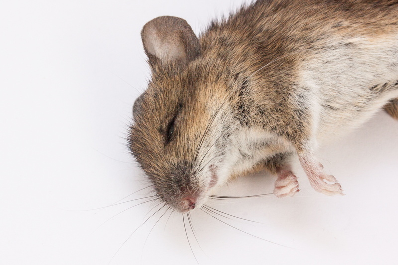 Apodemus Sylvaticus, nature, no people, small, dead mouse, rat, studio Shot, rodent, Wood Mouse, domestic Animals, white background, mammals, vertebrate