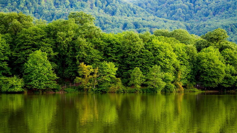 coniferous tree, nature, water, pine tree, foliage, lush foliage, behshahr, tree, green color, pine woodland, woodland, plant, scenics - nature, day, outdoors
