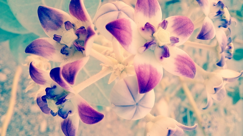Iran, plant, flowers, close-up, vulnerability, inflorescence, Bandar Abbas, petal, beauty in nature, flowering plant, nature, flower head, purple, macro