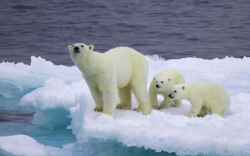 areas, snow, bear, outdoors, vertebrate, usually, bears, sea, community, cold temperature, no people, 2K, nature, animal themes, white color, found, group of animals