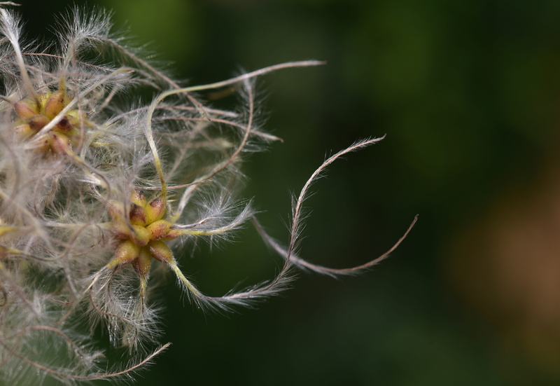 nature, tranquility, softness, focus on foreground, summer, seeds, white, hairy, no people, plant, flowering plant, seed, sepal, dandelion, reproduction