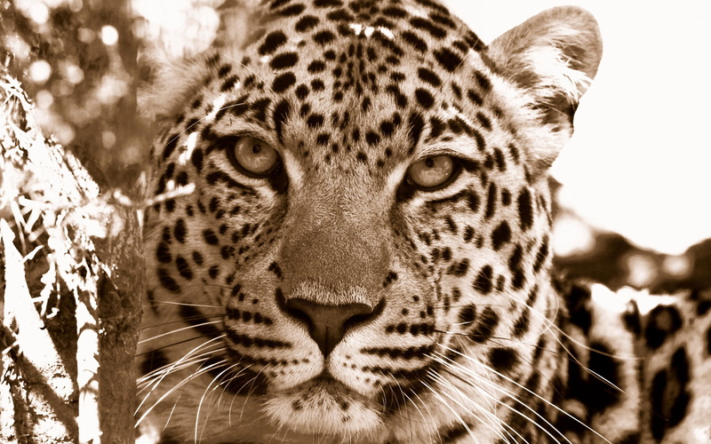 sepia, portrait, animal body part, photography, animals Hunting, leopard, undomesticated Cat, large, feline, no People, camouflage, majestic, black Color