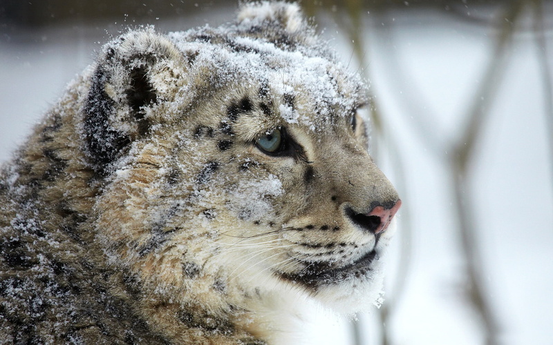 Snow, Predator, Eye, Face, 1080P, Leopard