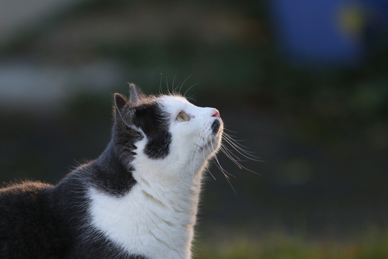 black, one Animal, fluffy, animal head, animal, domestic Cat, 1080P, feline, profile, human Face, looking, playful, focus on foreground, young Animal