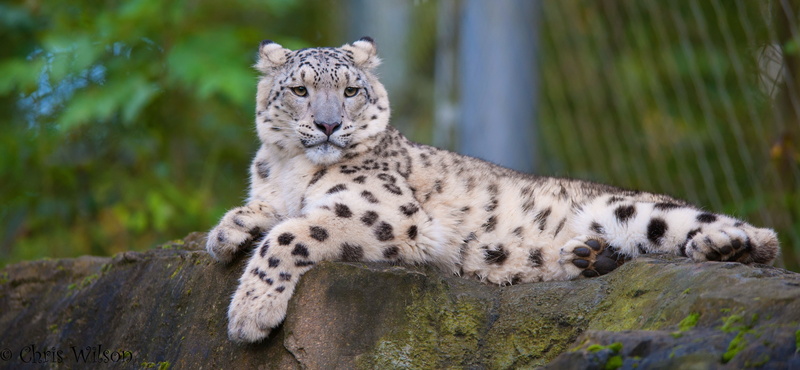 vacation, snow leopard, predator, leopard, 4K, look, snow, relax, stone