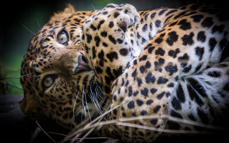no people, paws, undomesticated cat, muzzle, animals in the wild, portrait, carnivora, animal themes, vertebrate, 720P, whisker, mammal, cat, big cat