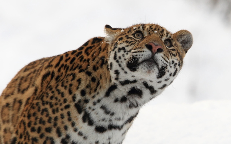 big Cat, snow, nature, jaguar, carnivora, muzzle, feline, wild Animals, animal body part, winter, leopard, cat, looking, portrait, vertebrate, safari Animals